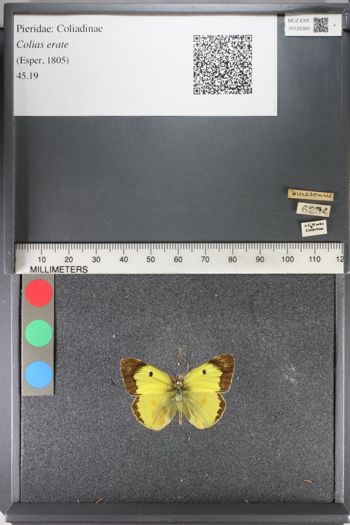 Media type: image;   Entomology 125300